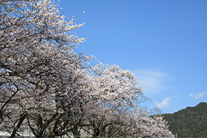 活動写真